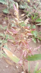 Eragrostis