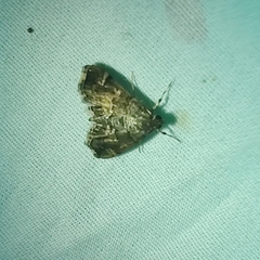 Hymenia