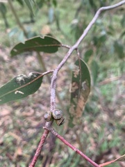 Eucalyptus viminalis