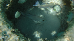 Lutjanus griseus