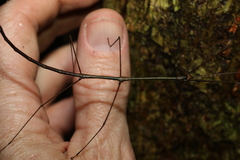 Austrocarausius decorus