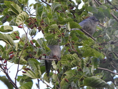 Thraupis sayaca