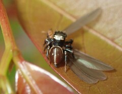Zenodorus orbiculatus