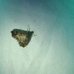 Hymenia