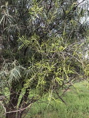 Loranthaceae