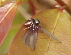 Zenodorus orbiculatus
