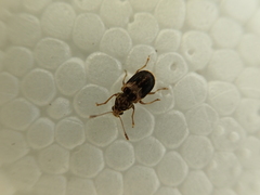 Cacephatus