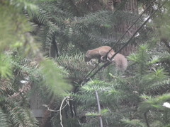 Callosciurus erythraeus