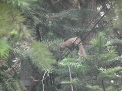 Callosciurus erythraeus