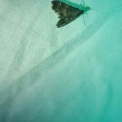 Hymenia