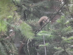 Callosciurus erythraeus