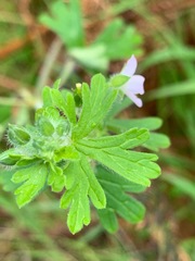 Geranium homeanum