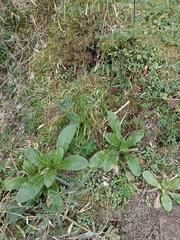 Primula miyabeana