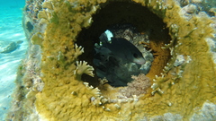 Lutjanus griseus