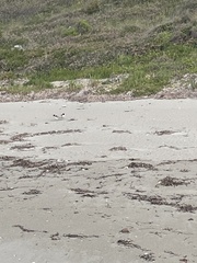 Thinornis cucullatus