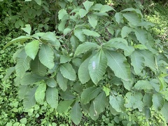 Tabernaemontana tomentosa