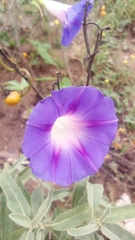 Ipomoea purpurea