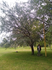 Vachellia pennatula