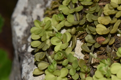 Peperomia berlandieri
