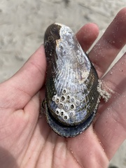 Amphibalanus improvisus