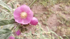 Sphaeralcea angustifolia