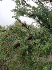 Tsuga chinensis