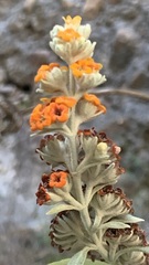 Buddleja tucumanensis