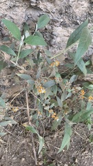 Buddleja tucumanensis