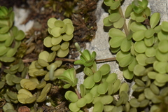 Peperomia berlandieri