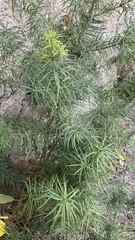Podocarpus parlatorei