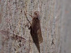 Cixiinae
