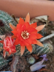 Lobivia silvestrii