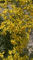 Senecio rudbeckiifolius
