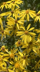 Senecio rudbeckiifolius