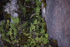 Peperomia berlandieri