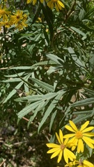 Senecio rudbeckiifolius