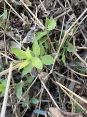 Silene lemmonii