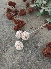Eriogonum latifolium