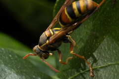 Polistes humilis