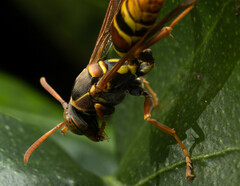Polistes humilis