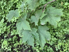 Jatropha malacophylla