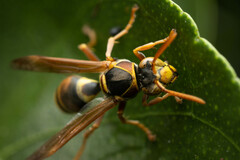 Polistes humilis