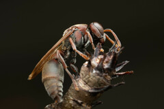 Ropalidia revolutionalis