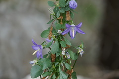Campanula pyramidalis