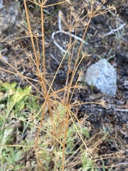 Ligusticum grayi