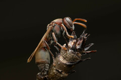 Ropalidia revolutionalis