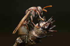 Ropalidia revolutionalis