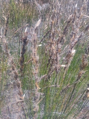 Elegia filacea