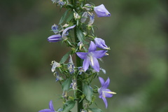 Campanula pyramidalis