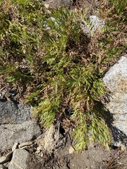 Ligusticum grayi